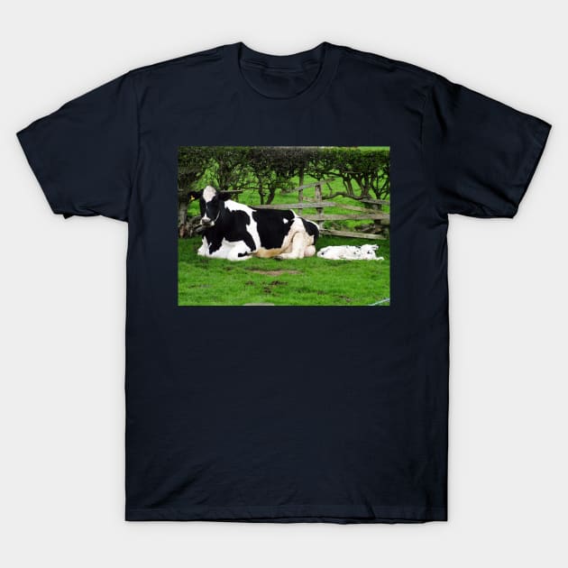 Mum Friesian Cow And Newborn Calf T-Shirt by tommysphotos